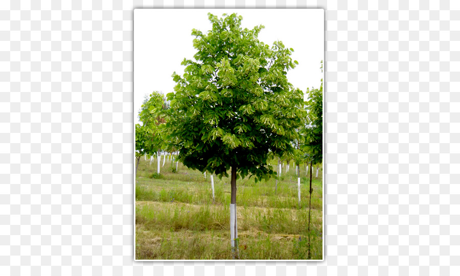 Tilia Cordata，Roble PNG