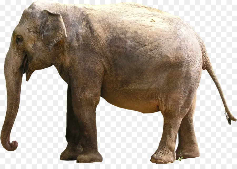 Elefante Indio，Elefante Africano PNG