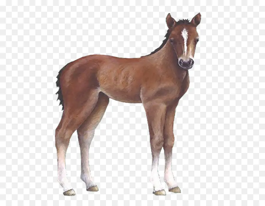 Potro，Caballo PNG