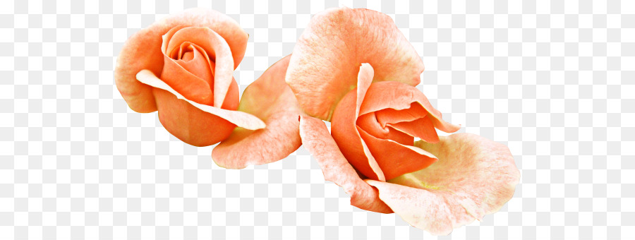 Las Rosas De Jardín，Flor PNG