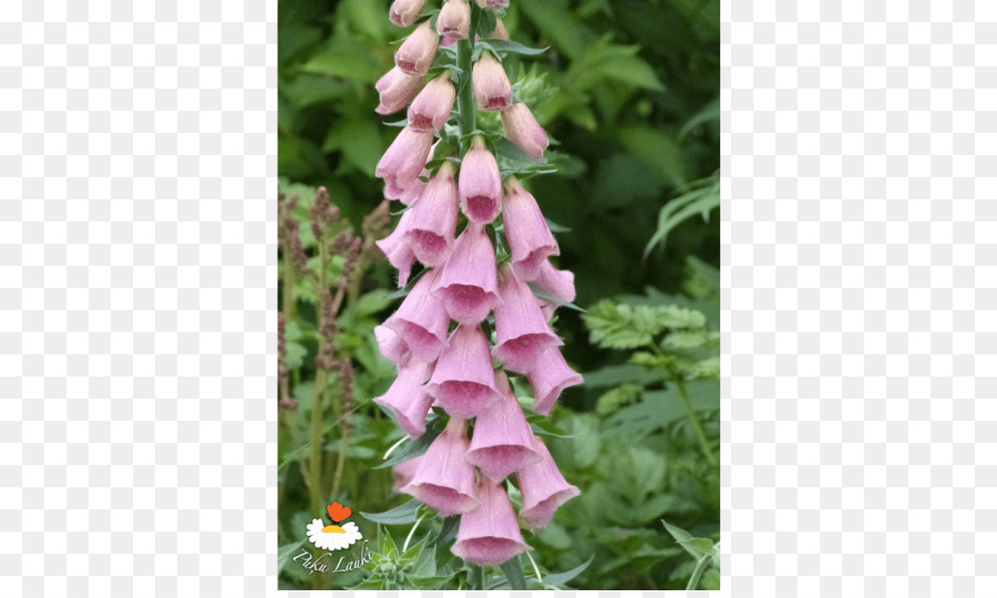 Bellflower，Foxgloves PNG