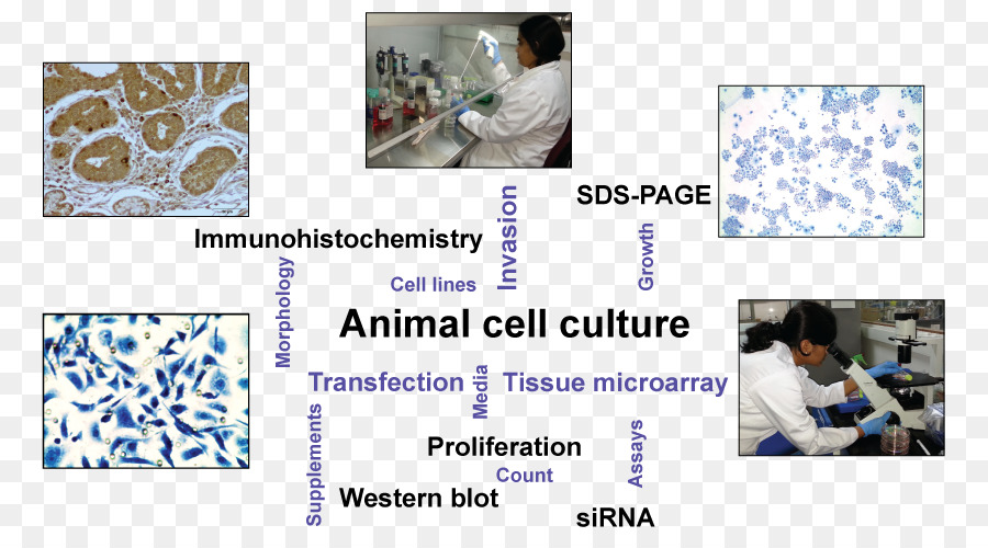 El Cultivo De Células，Celular PNG