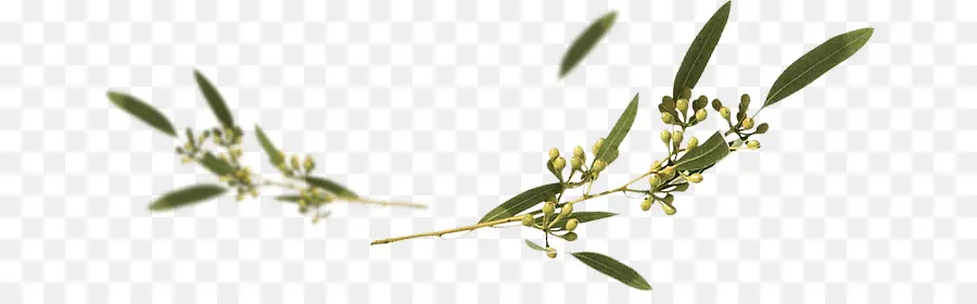 Eucalyptus Gunnii，árbol PNG