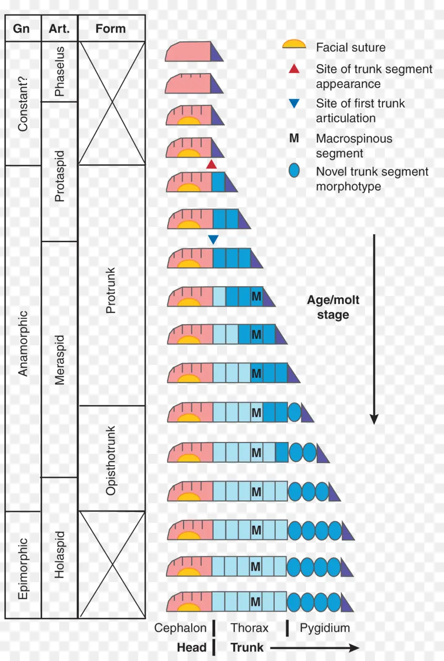 Columna Estratigráfica，Geología PNG