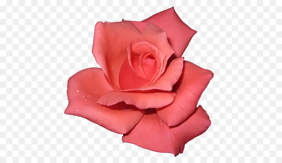 Rosa，Pétalos PNG