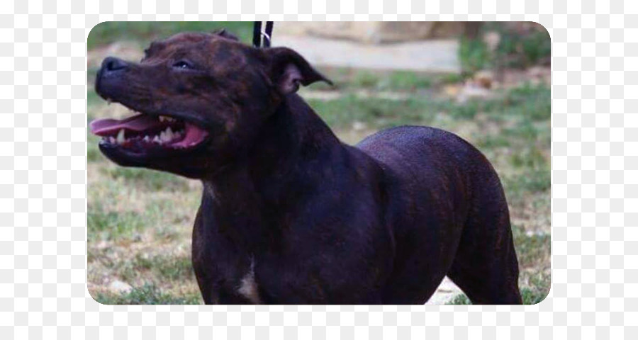 Raza De Perro，Staffordshire Bull Terrier PNG