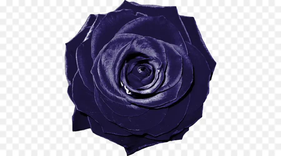 Rosa Morada，Florecer PNG