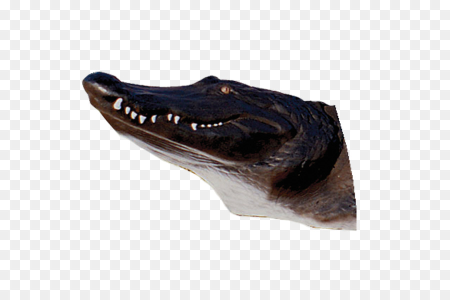 Cocodrilo，Antílope PNG