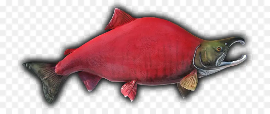 Los Peces，Salmón Rojo PNG