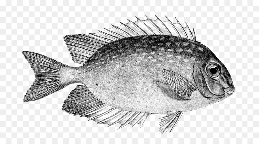 La Tilapia，La Perca PNG