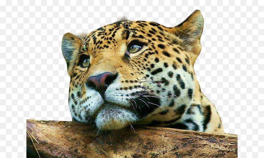 Leopardo，Guepardo PNG