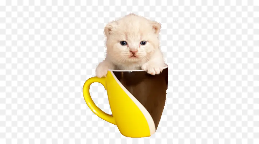 Gatito，Taza PNG