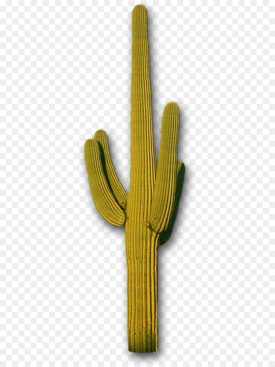 Cactus，Desierto PNG