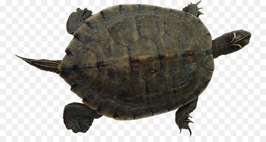 Tortuga De Muñeca Común，Tortuga PNG