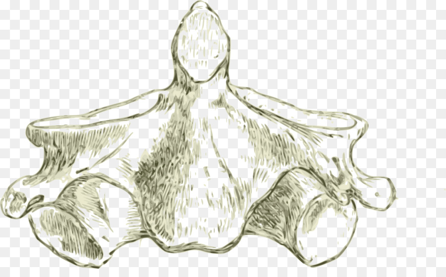 Vértebra，Anatomía PNG