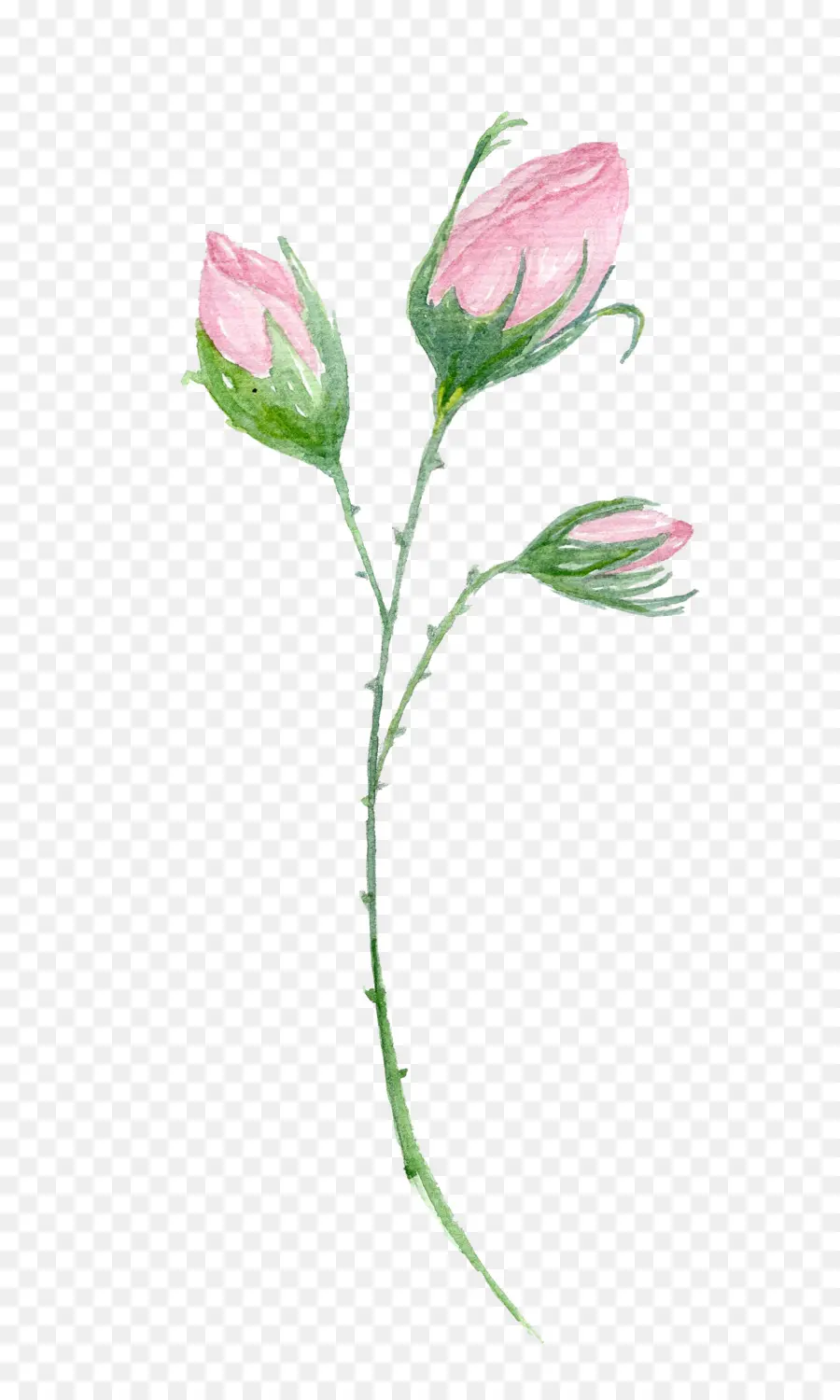 Flor，Brote PNG