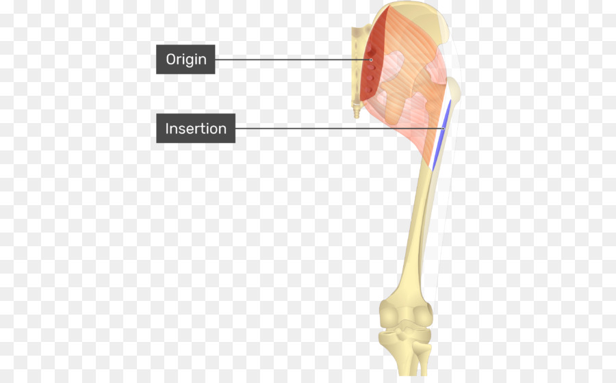 Anatomía Muscular，Hueso PNG