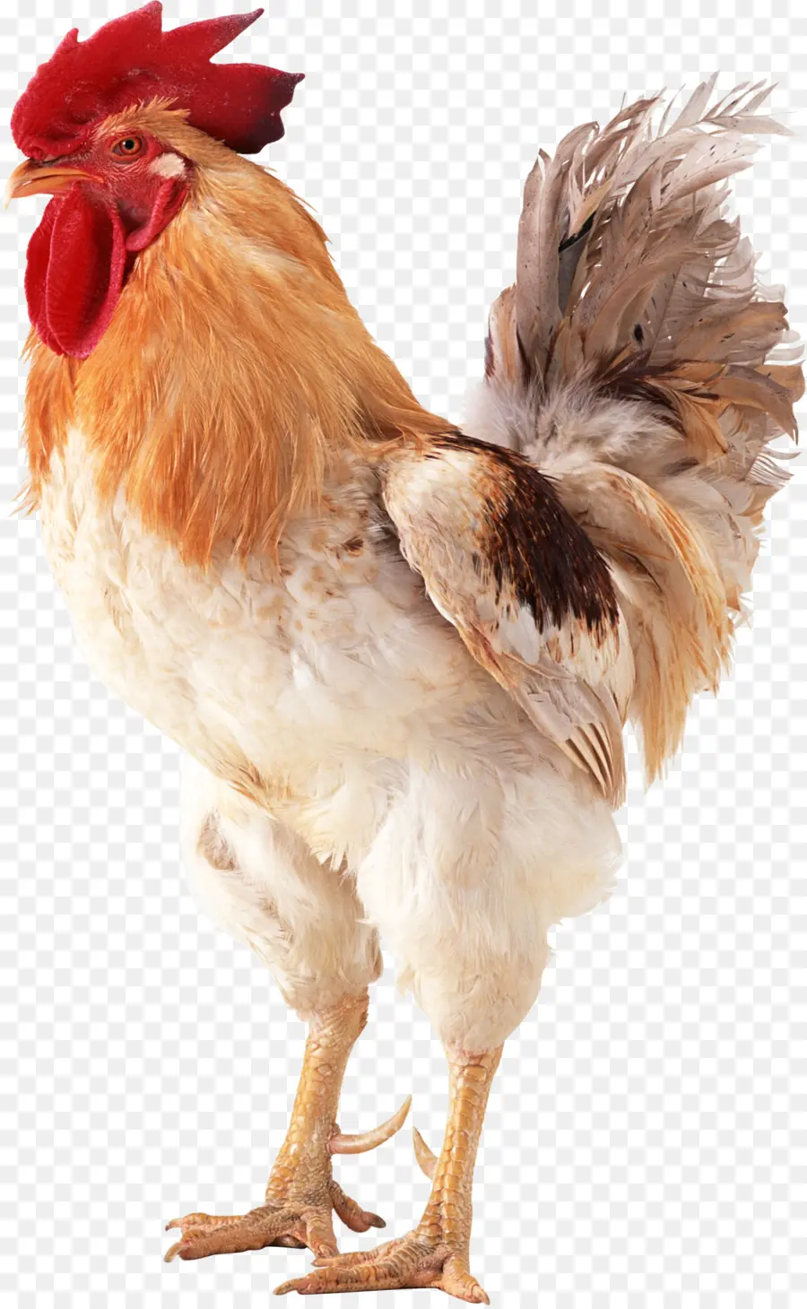 Brahma Pollo，Gallo PNG