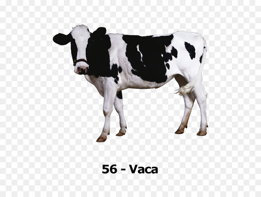 Ganado Holstein Friesian，La Leche PNG