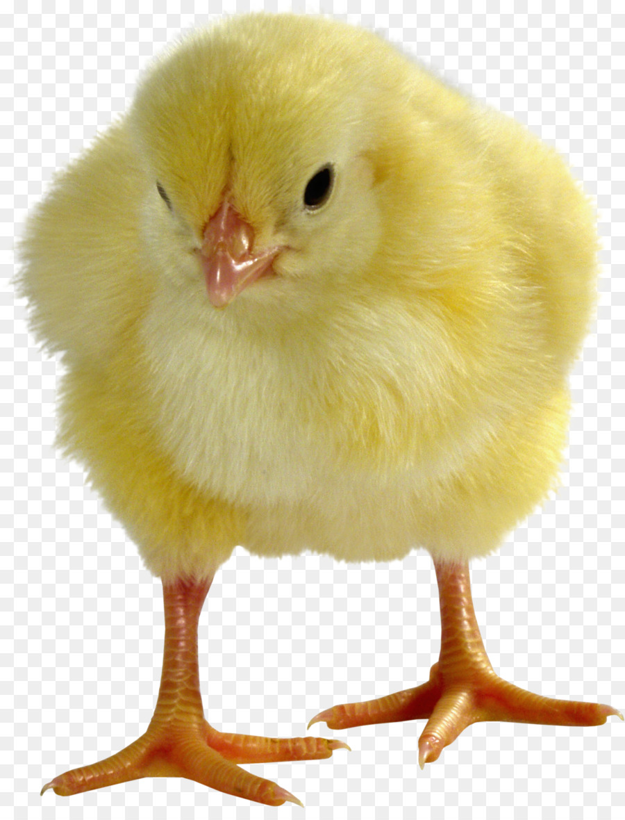 De Pollos De Engorde，Pollo Leghorn PNG