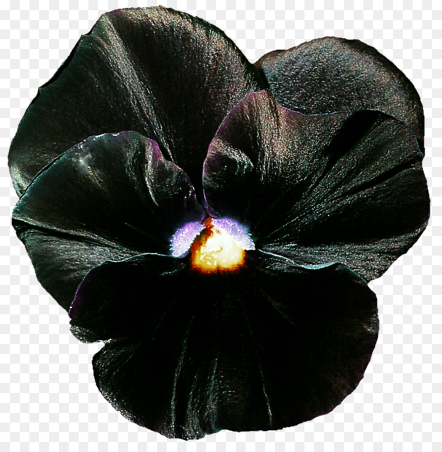 Pansy，Mallows PNG