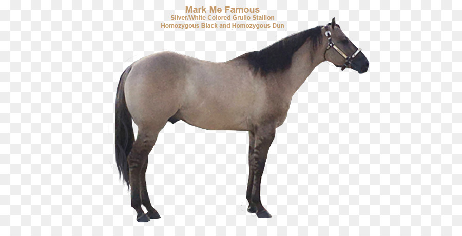 Mustang，Belga Warmblood PNG