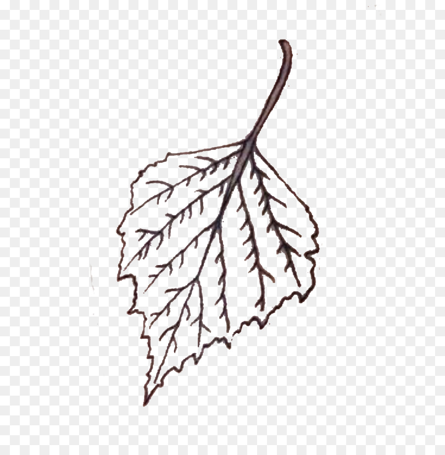 Hoja，Árbol PNG