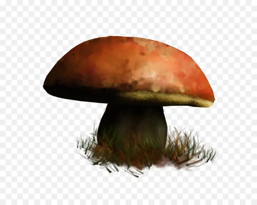 Seta Comestible，Seta PNG