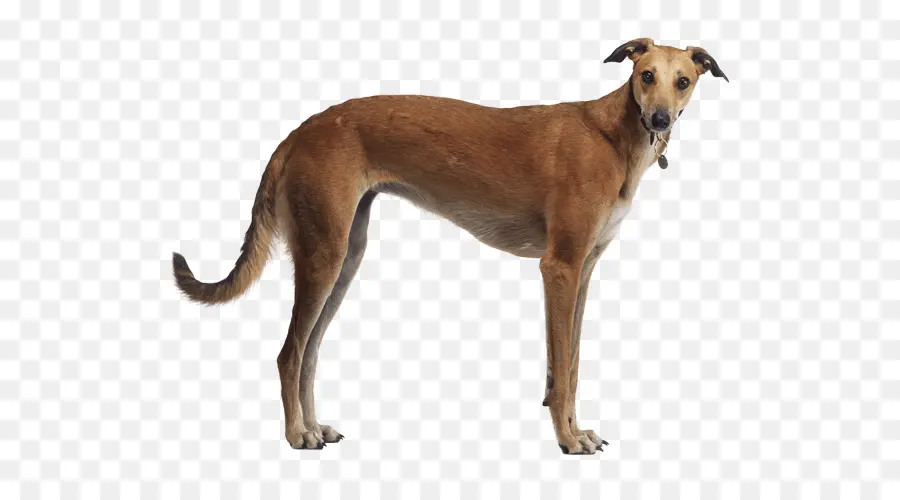 Lurcher，Greyhound PNG