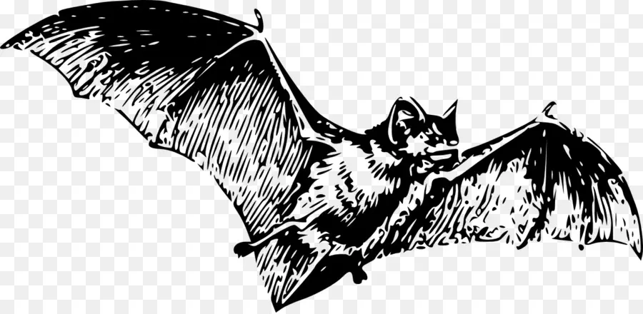 Bat，Dibujo PNG