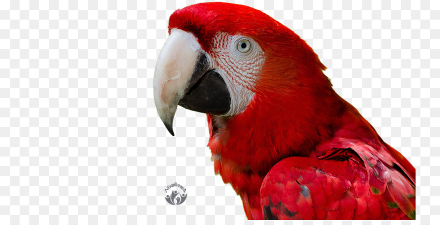 Guacamayo，Pájaro PNG