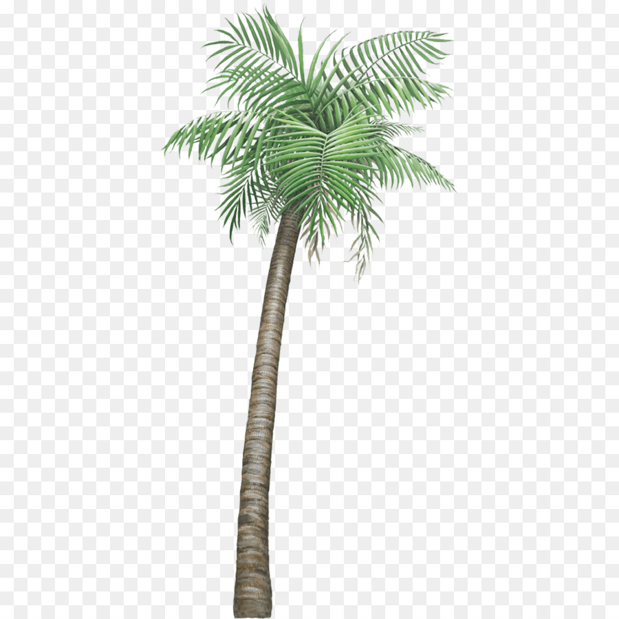 Palmera，Tropical PNG