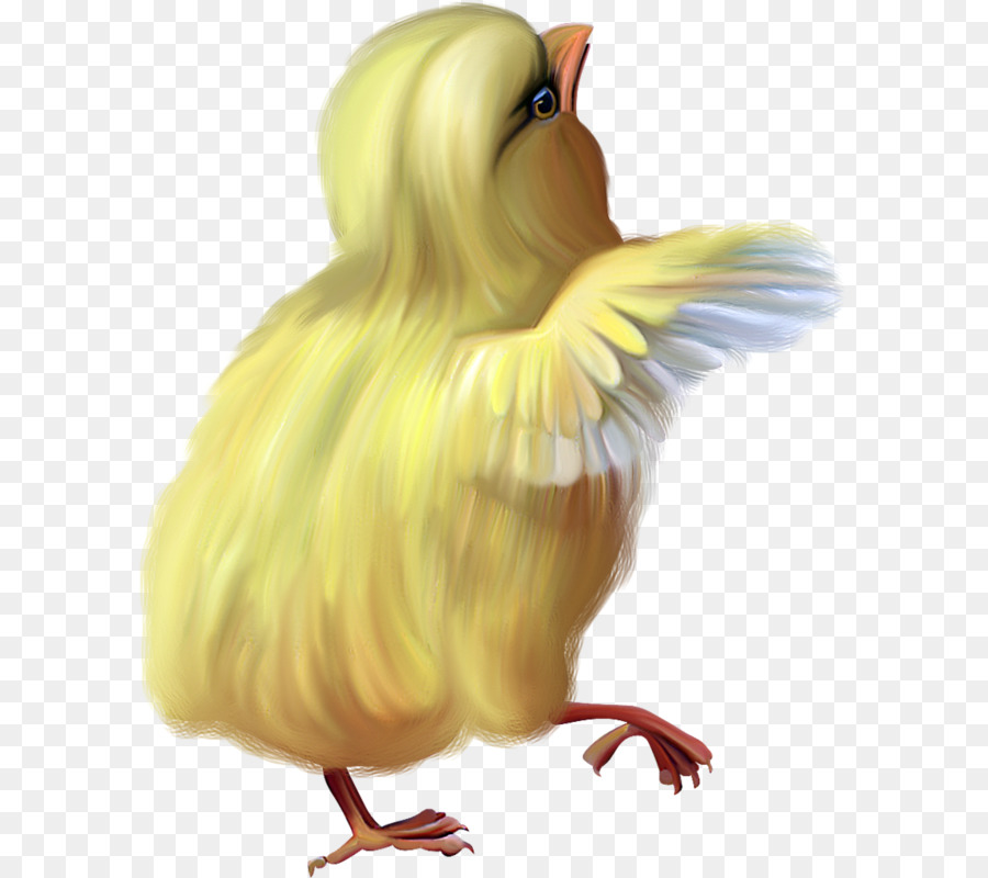 Pollo，La Cáscara De Huevo PNG