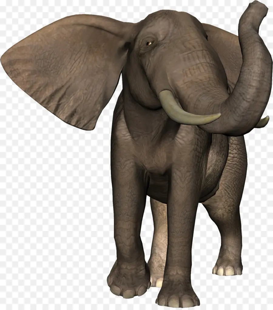 Elefante，Colmillos PNG