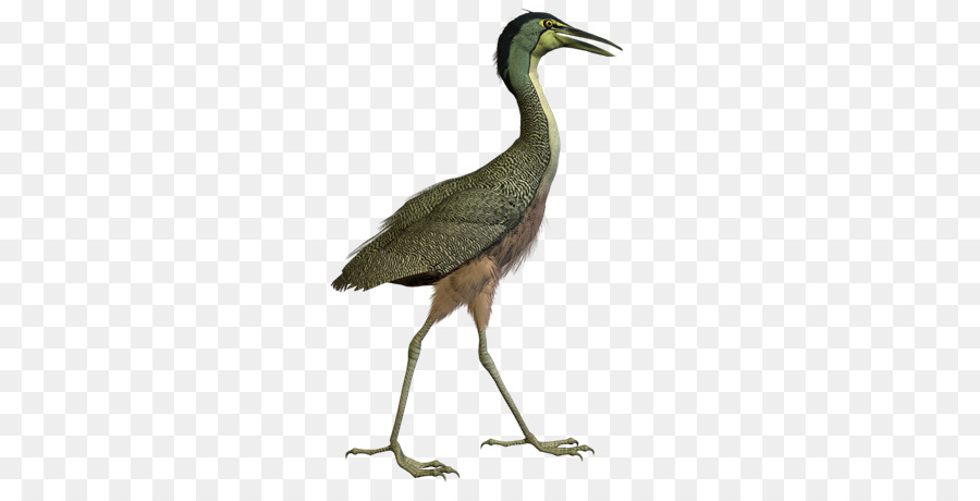 Aves，Grúa PNG