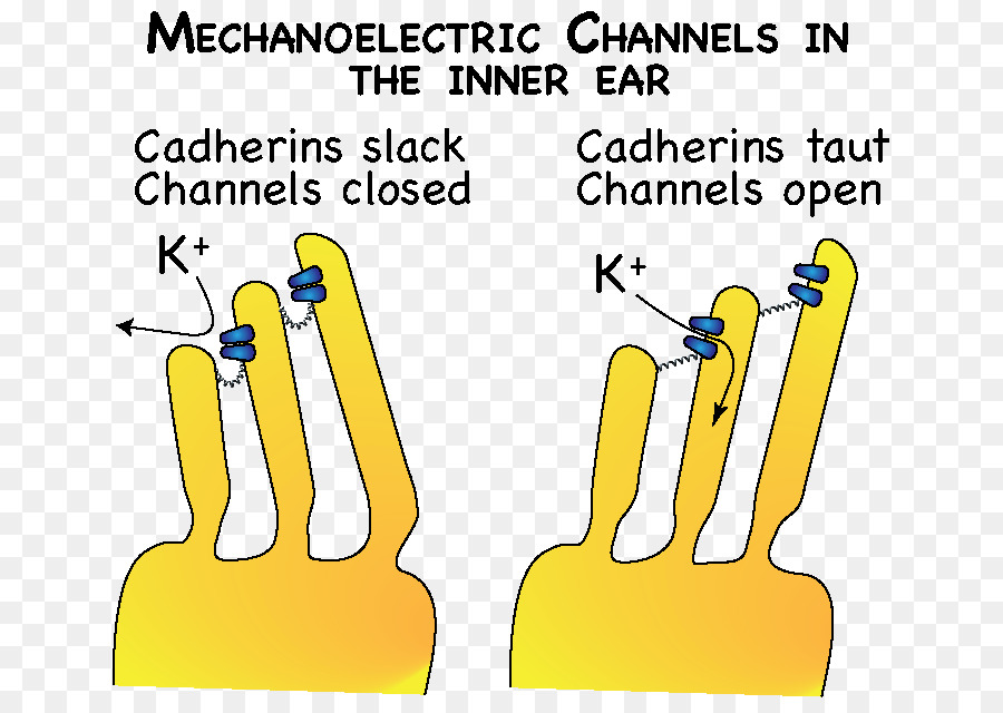 Dedo，Tecnología PNG