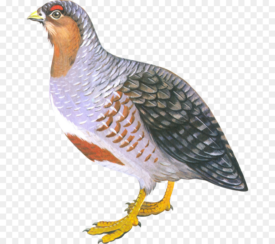 Pájaro，Plumas PNG