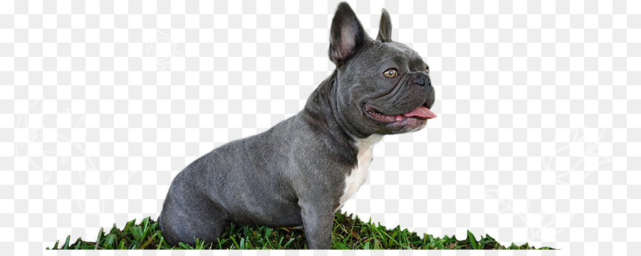 Raza De Perro，Bulldog Francés PNG