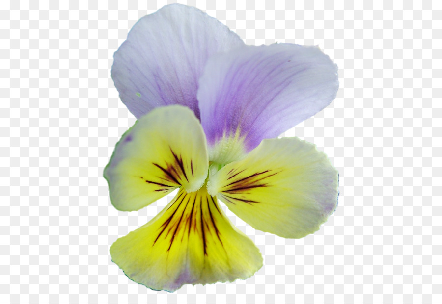 Pansy，Violeta PNG