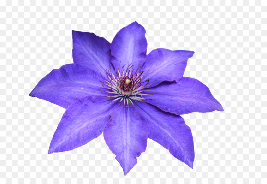 Flor Morada，Florecer PNG