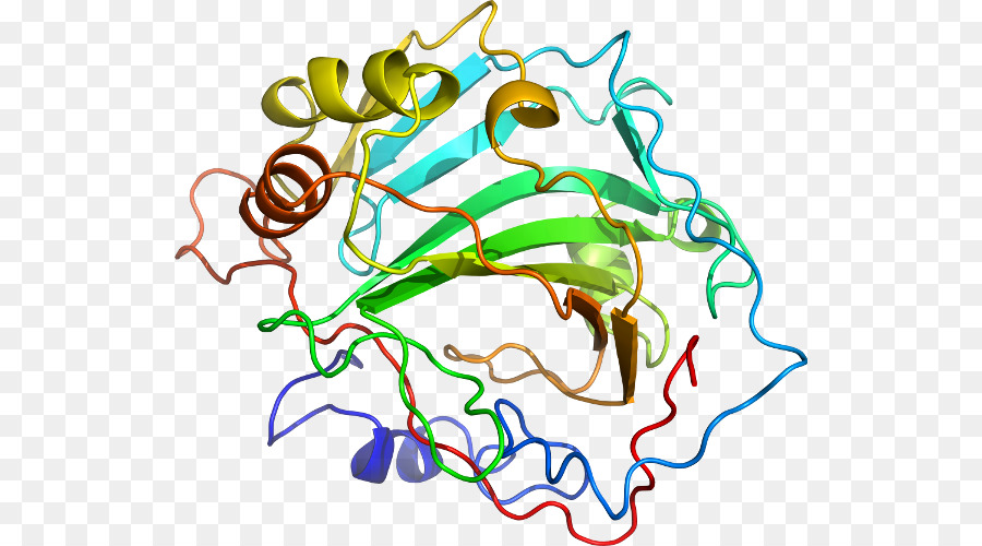 Estructura De La Proteína，Biología PNG