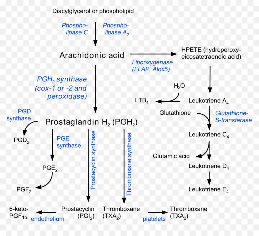 La Prostaglandina，La Prostaciclina PNG