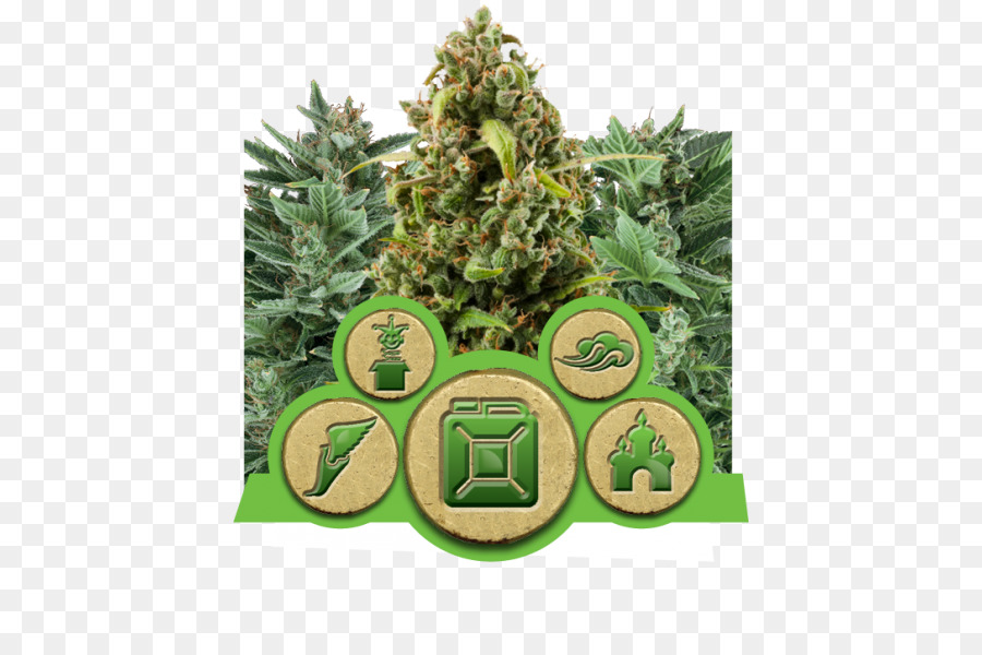 Cannabis Sativa，De Cannabis Autofloreciente PNG