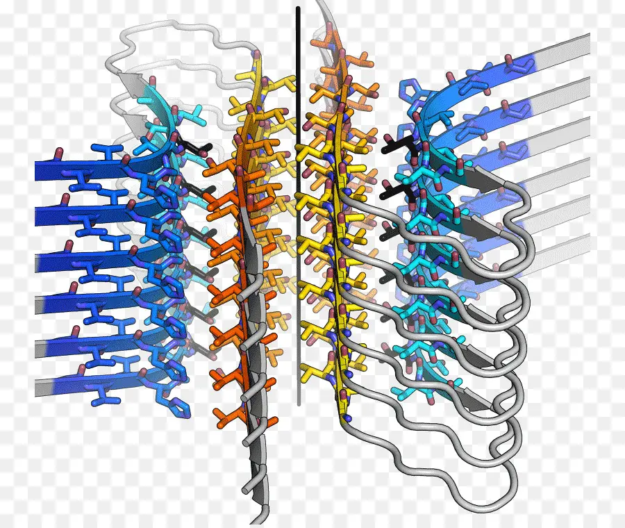 Estructura Proteica，Molécula PNG