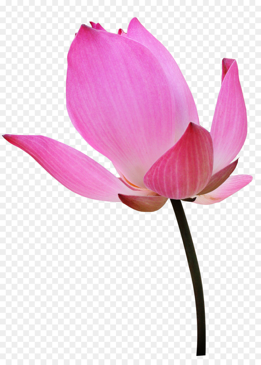 Nelumbo Nucifera，Water Lily PNG