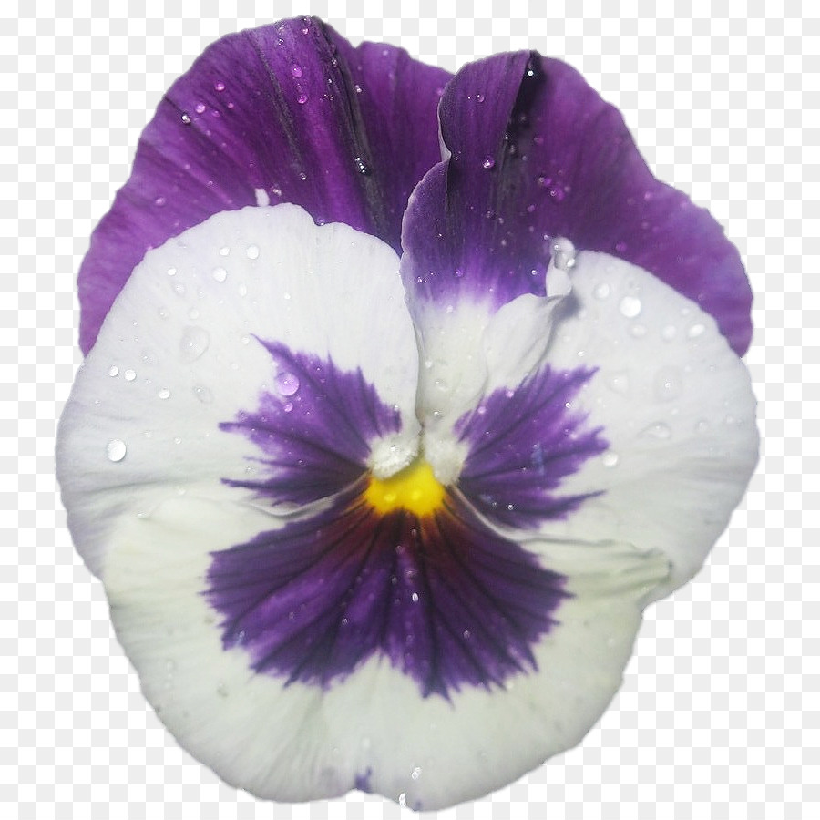 Pansy，Violeta PNG