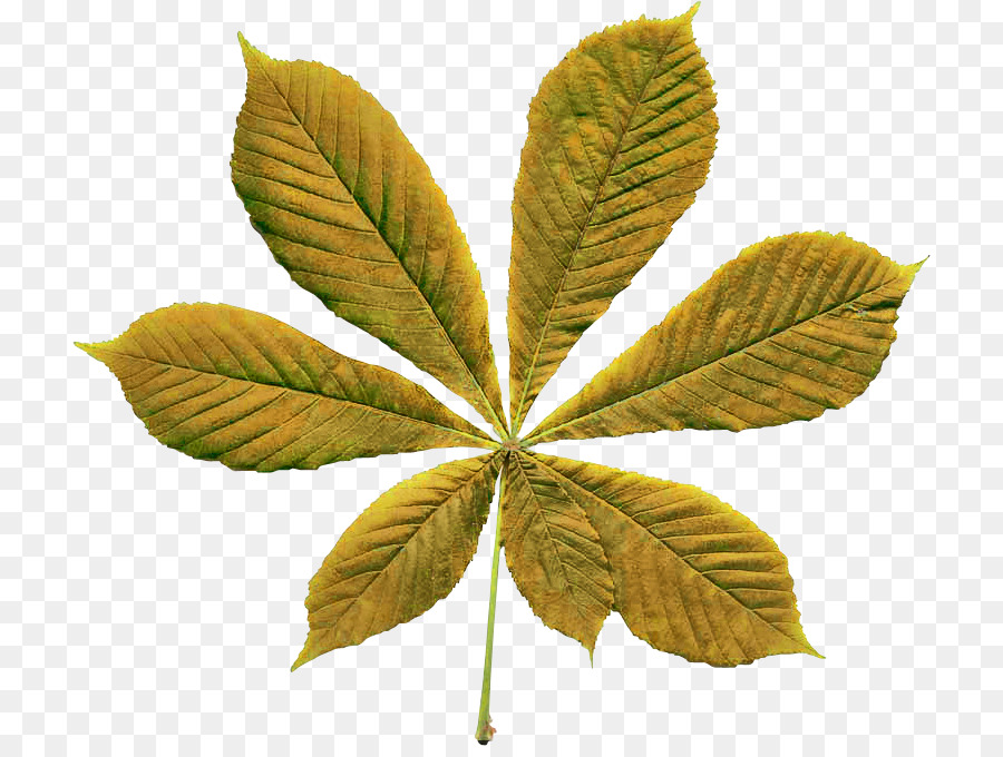 Leaf，Tree PNG