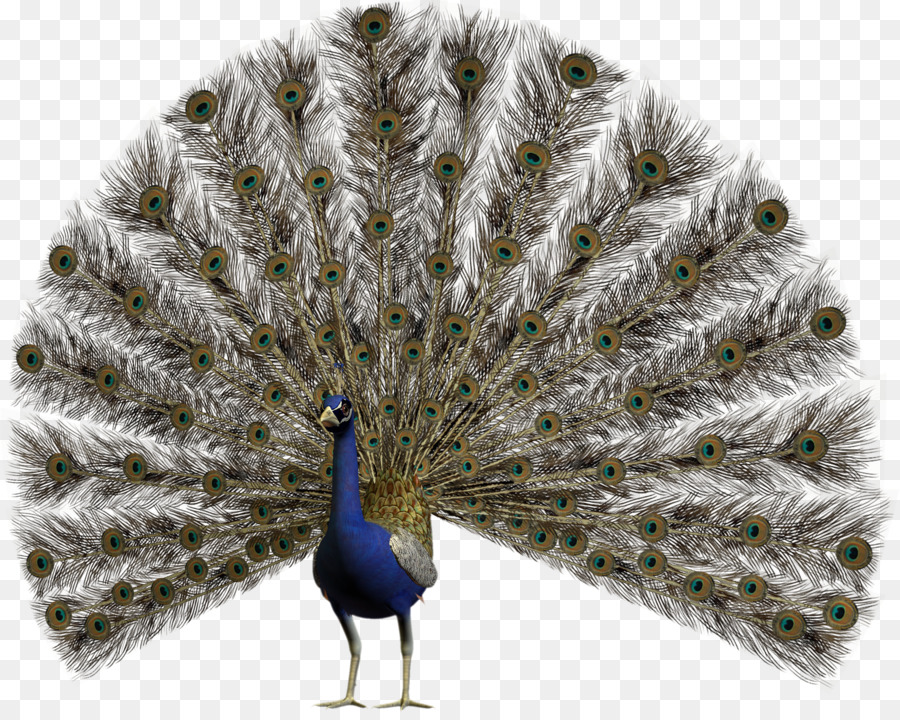 Pavo Real，Pájaro PNG