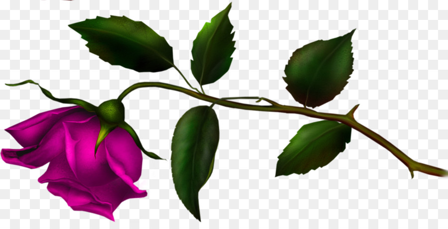 Familia De Las Rosas，Bud PNG