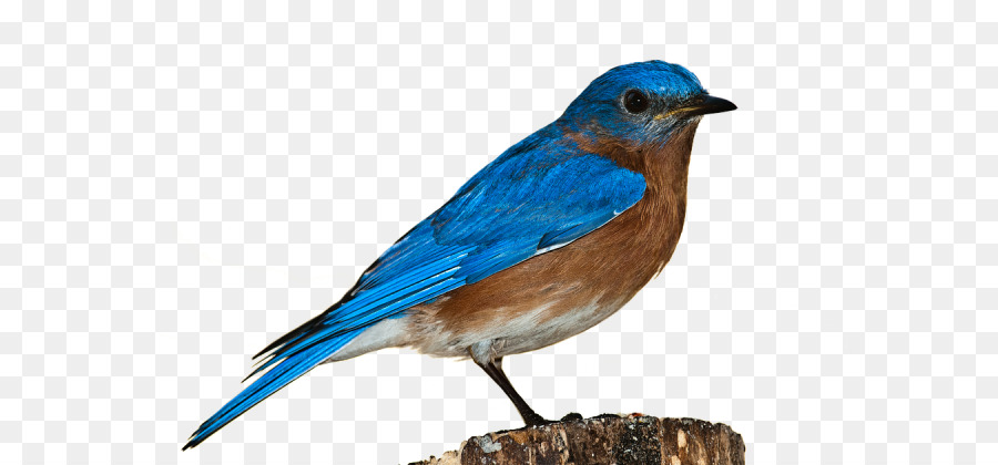 Pájaro Azul，Plumas PNG